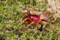 La Dysdre arme. Une femelle Araigne (Araneae - Dysderidae - Dysdera crocata)